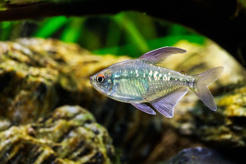 Diamond Tetra