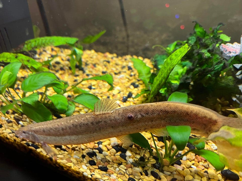 Dojo Loach Size of Aquarium