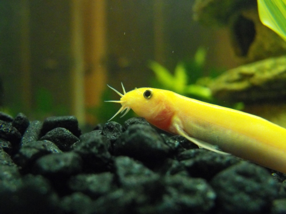 Dojo Loach 