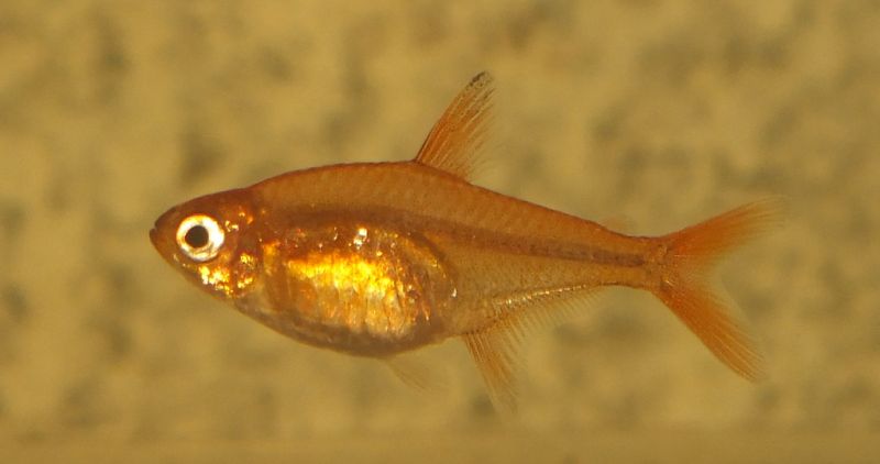 Ember Tetra