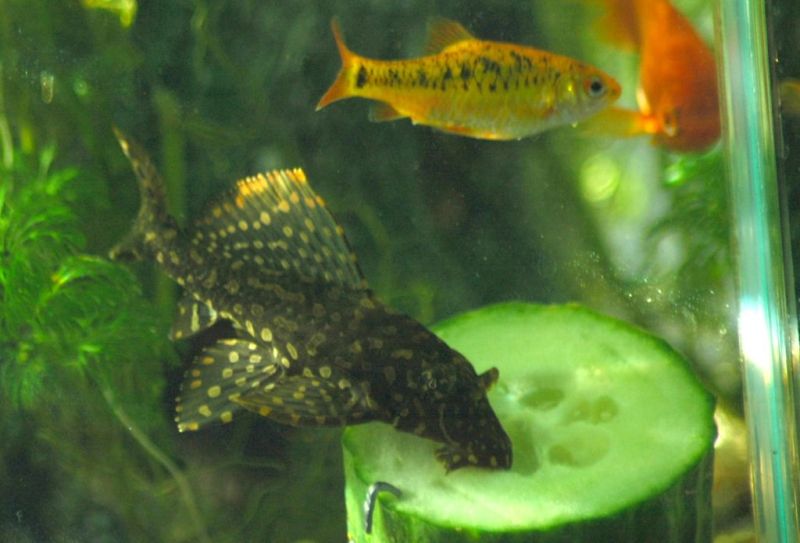 Feeding common plecos