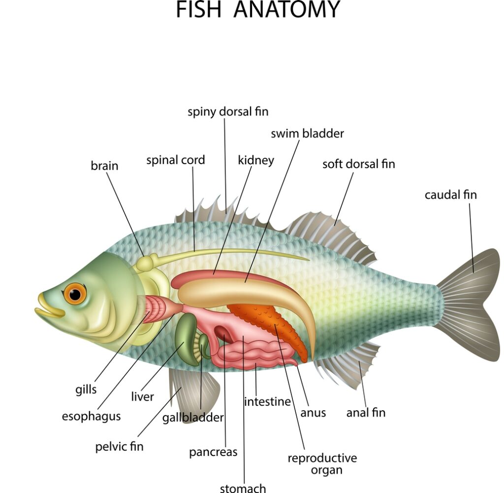 Fish Anatomy | vlr.eng.br