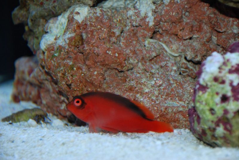 Flame Hawkfish Water Conditions