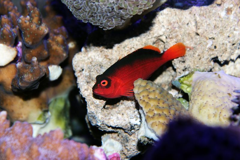 Flame Hawkfish