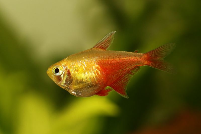 Flame Tetra