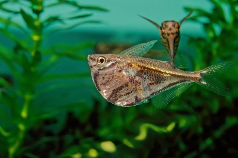 Freshwater Hatchetfish Flying