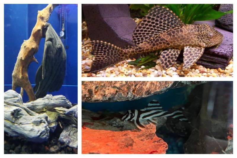 Getting to Know the Common Plecostomus
