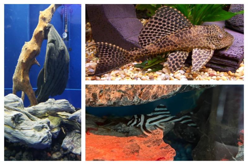 Plecostomus Care Guide Feeding Breeding And More