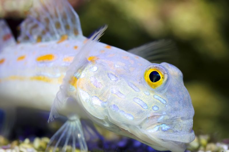 Getting to Know the Diamond Goby