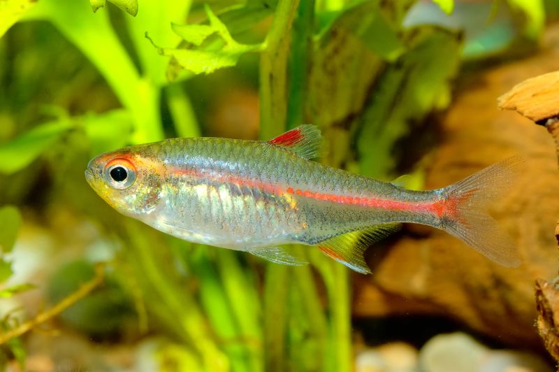 Glowlight Tetra