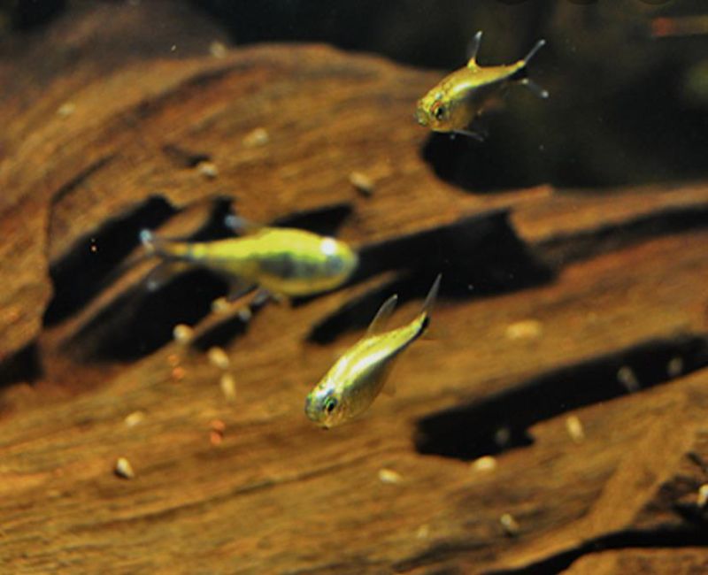 Gold Tetra