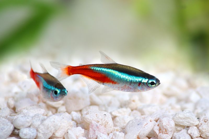 Green Neon Tetra