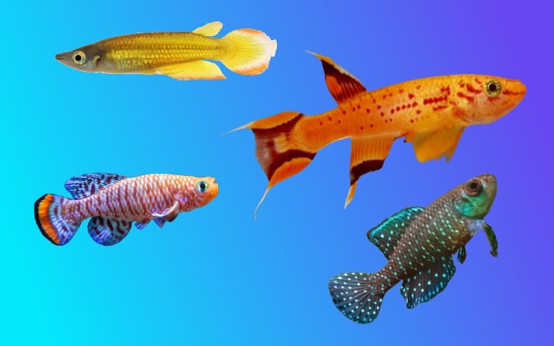 The Complete Guide to Killifish (Species, Care, Diet, & Breeding)