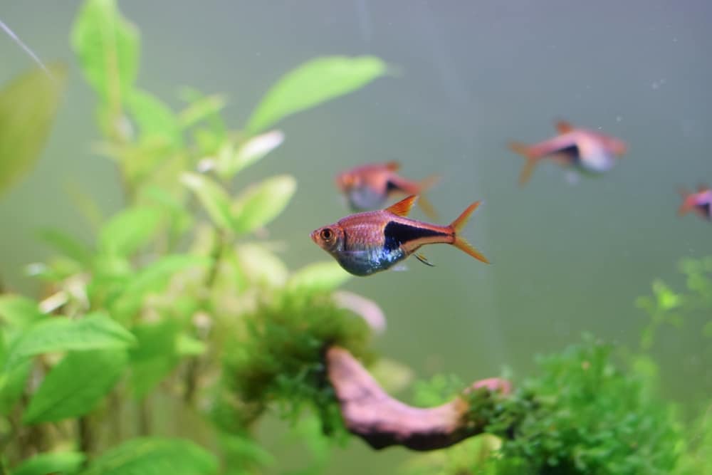 Harlequin Rasbora Care