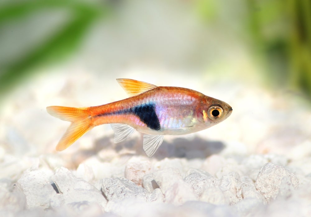 Caring for the Awesome Harlequin Rasbora