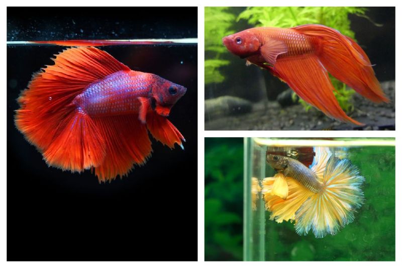 How Long Do Betta Fish Live And Other Top Questions For Aquarists