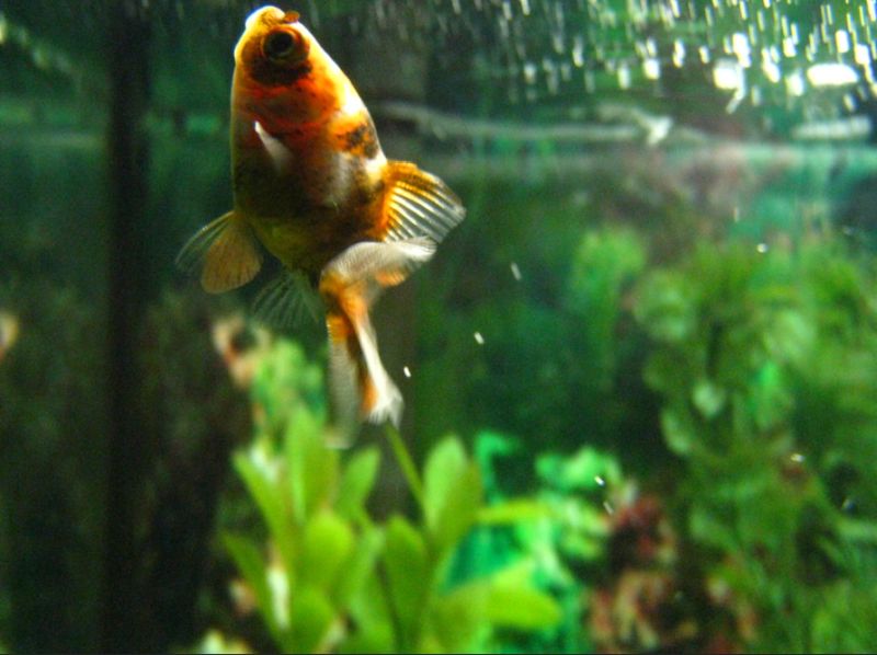 How to Cure Swim Bladder Disease