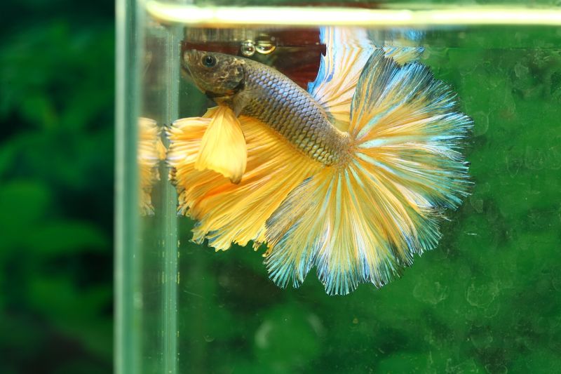 Learning How To Care For A Betta Fish