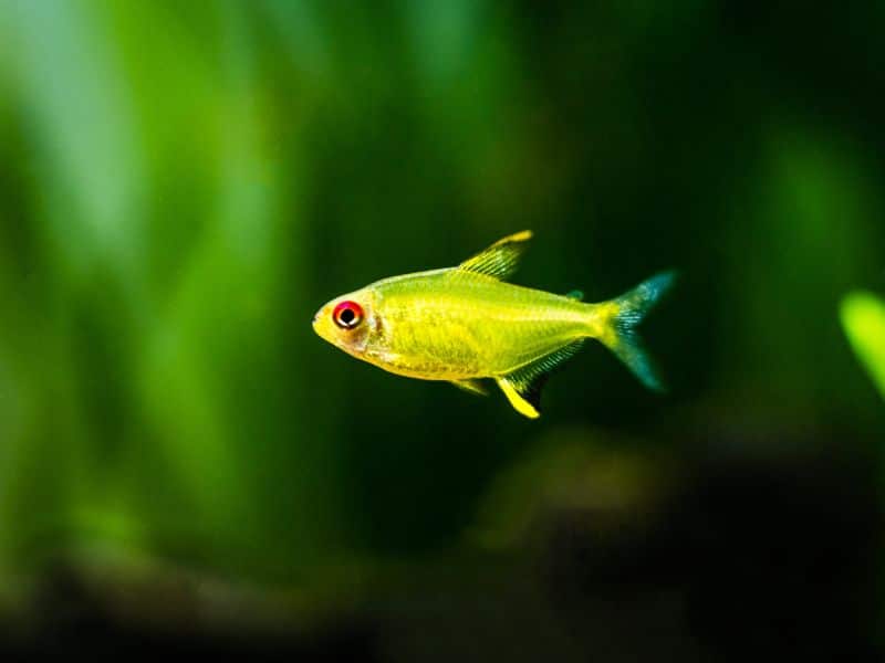 Lemon Tetra