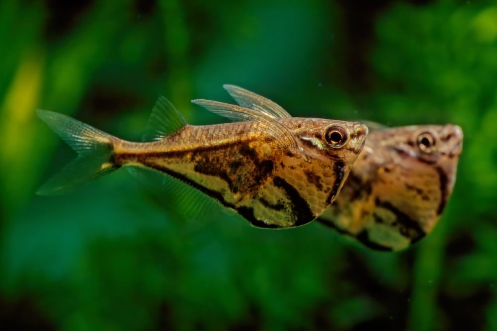 Marbled Hatchetfish