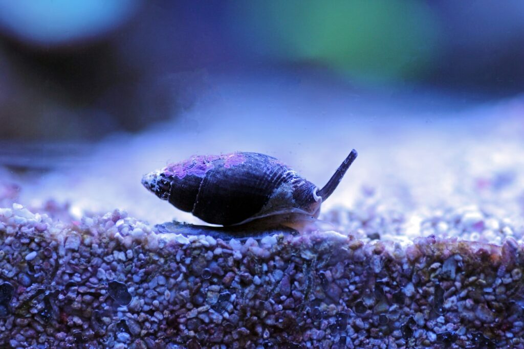 Nassarius Snail