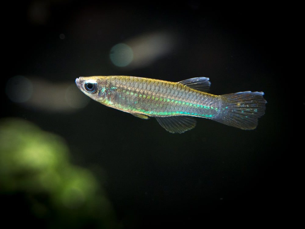 Neon Stripe Lampeye Killifish