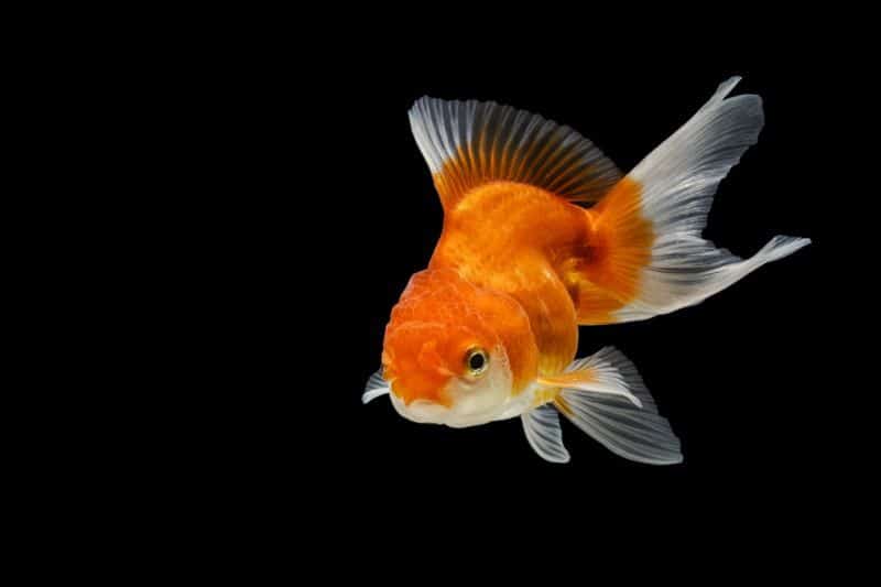 Oranda Goldfish