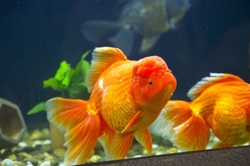 Oranda Goldfish Water Conditions