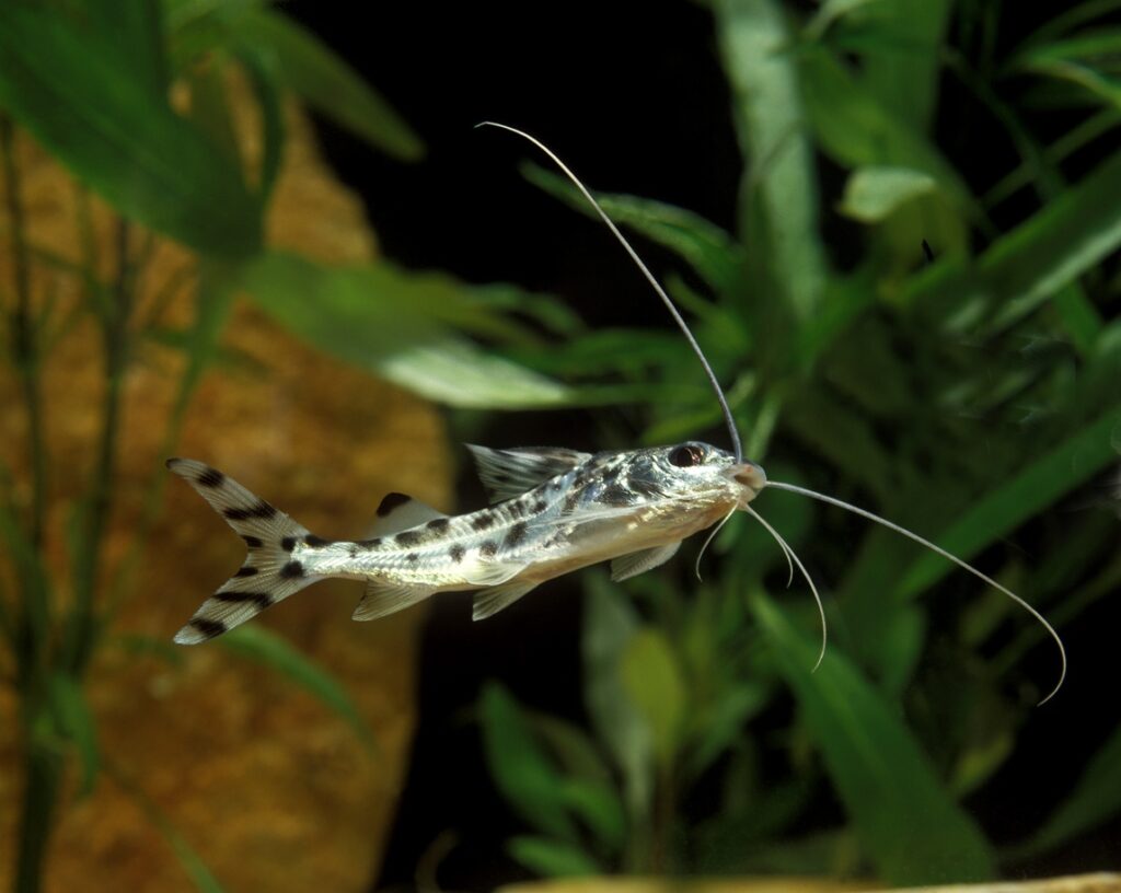 Pictus Catfish Water Conditions