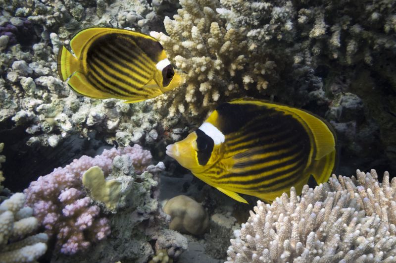 Racoon Butterfly Fish