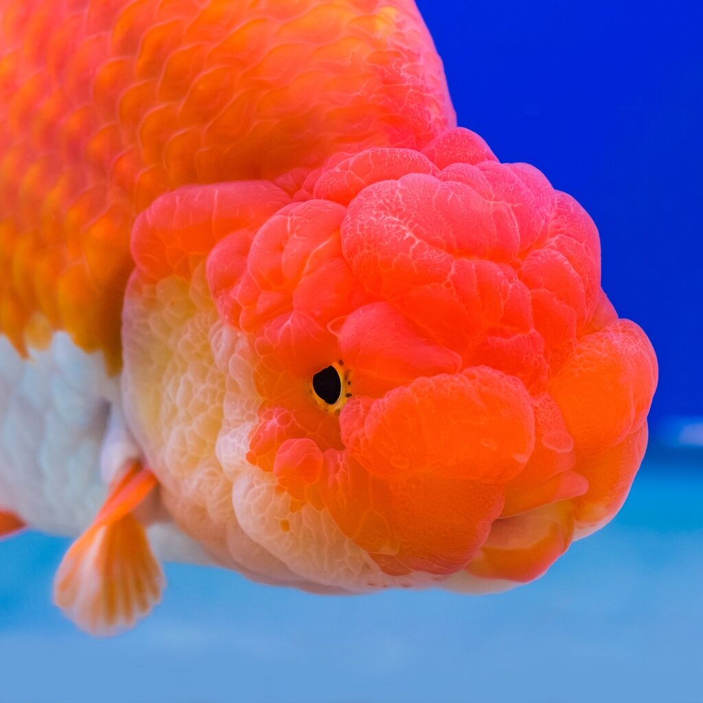 Ranchu Goldfish Care 