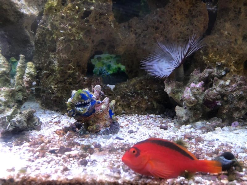 Red Hawkfish Tank