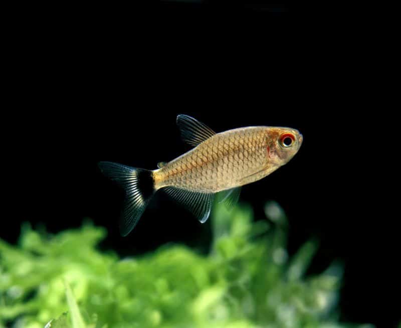 Redeye Tetra