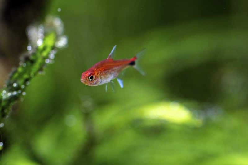 Ruby Tetra