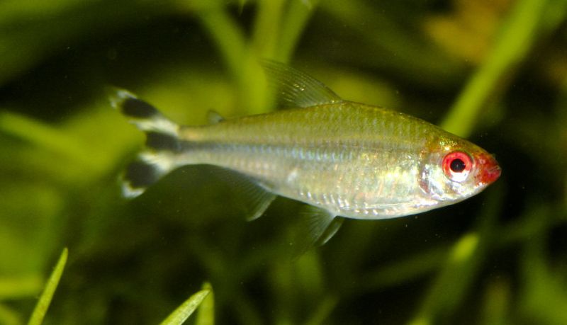 Rummy Nose Tetra