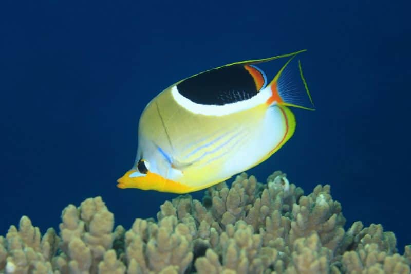 Saddleback Butterfly Fish