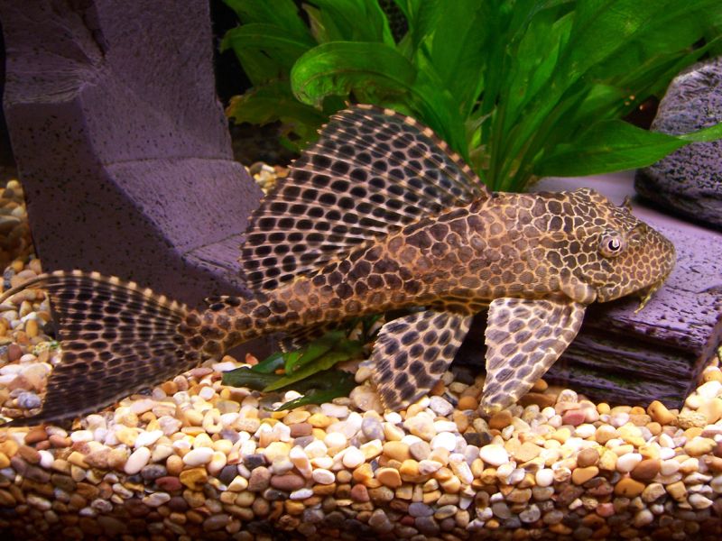 Sailfin Plecostomus Appearance