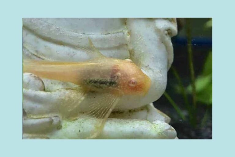 Sucker Fish Species Care Guide Build Your Aquarium