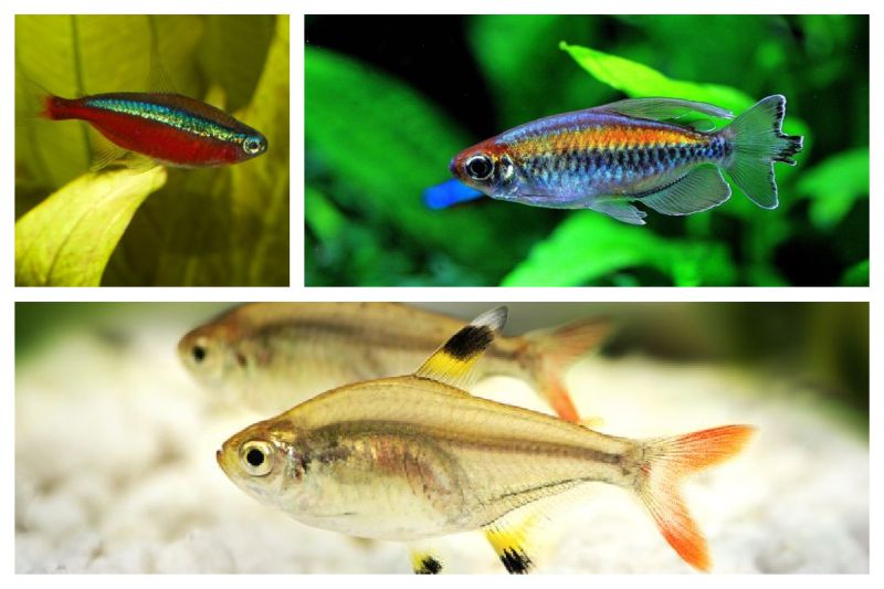 Tetra Fish Care