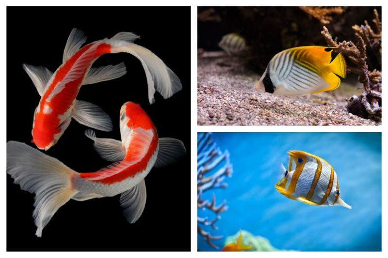 The Remarkable and Diverse Butterfly Fish Family