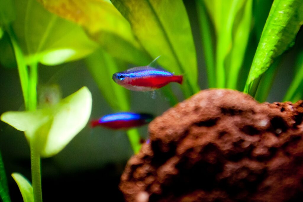 Cardinal Tetra vs Neon Tetra