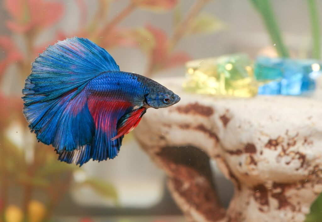 Understanding the Swim Bladder