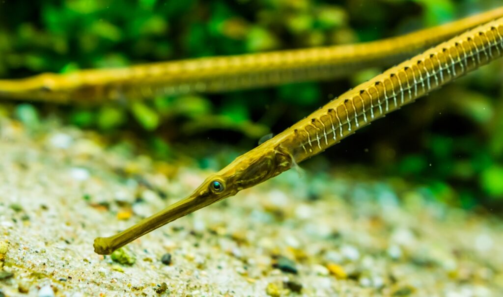 Water Conditions for Freshwater Pipefish