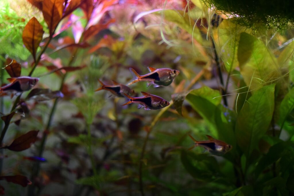 What are Harlequin Rasbora Fish