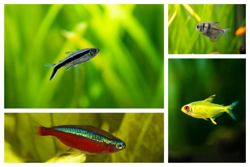 Caring for the 30 Types of Tetra Fish