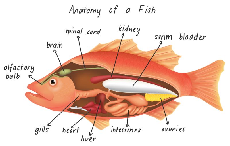 What is the Swim Bladder