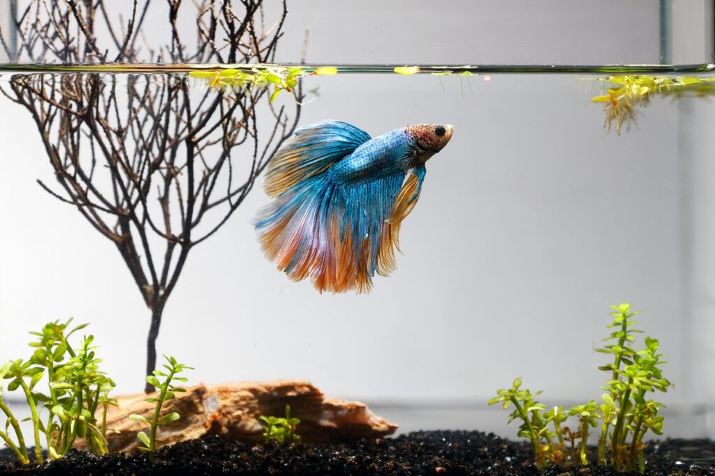 Why Pet Store Temperatures are Bad for Betta Fish