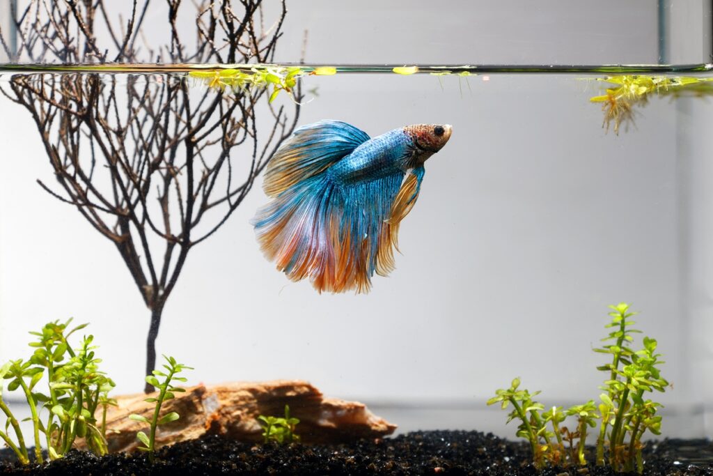Por qué las temperaturas de las tiendas de mascotas son malas para los peces Betta