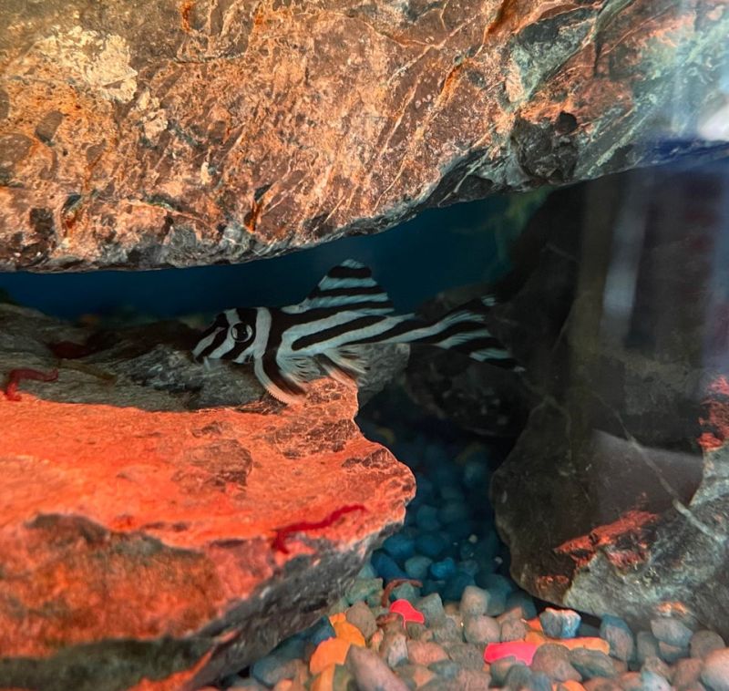 Zebra Pleco Appearance