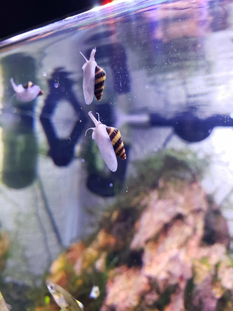 What Are Assassin Snails?